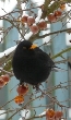 Die Vögel im Winter